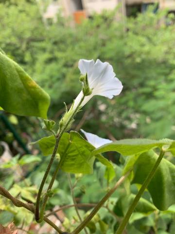 苹果版小草下载教程小草app苹果下载方法