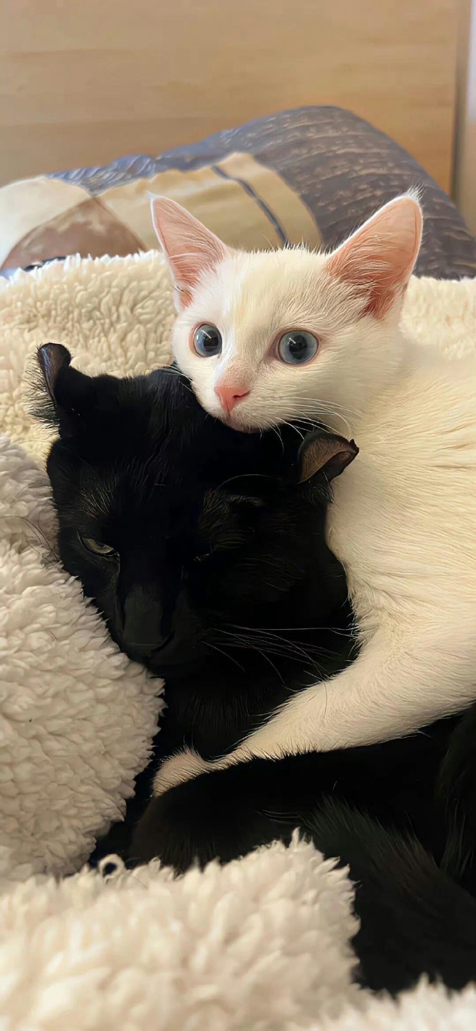 可爱猫手机版多可爱的猫咪进来看看