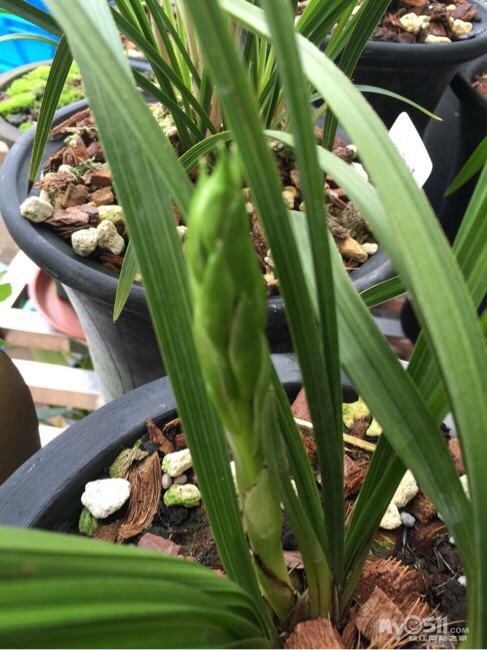 小草苹果版安装方法老版本的小草app安装包-第1张图片-太平洋在线下载